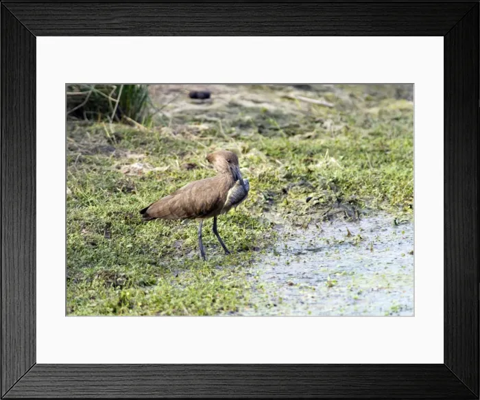 Framed Print : Hamerkop with tilapia fish. Andries Vosloo Kudu Reserve, nr Grahamstown, Eastern Cape, South Africa Framed Print : Hamerkop with tilapia fish. Andries Vosloo Kudu Reserve, nr Grahamstown, Eastern Cape, South Africa