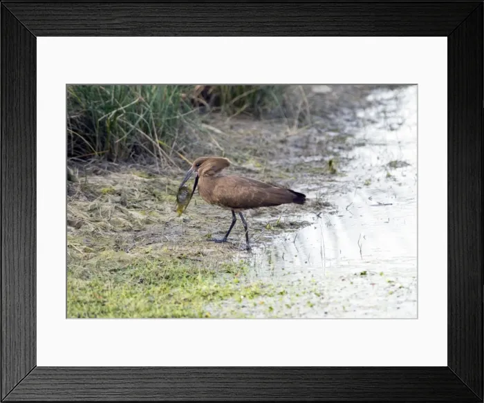 Framed Print : Hamerkop with tilapia fish. Andries Vosloo Kudu Reserve, nr Grahamstown, Eastern Cape, South Africa Framed Print : Hamerkop with tilapia fish. Andries Vosloo Kudu Reserve, nr Grahamstown, Eastern Cape, South Africa