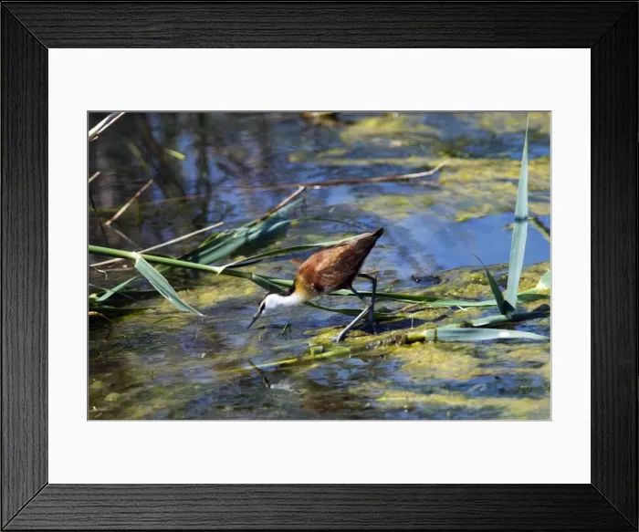 Framed Print : African Jacana. Andries Vosloo Kudu Reserve, nr Grahamstown, Eastern Cape, South Africa Framed Print : African Jacana. Andries Vosloo Kudu Reserve, nr Grahamstown, Eastern Cape, South Africa