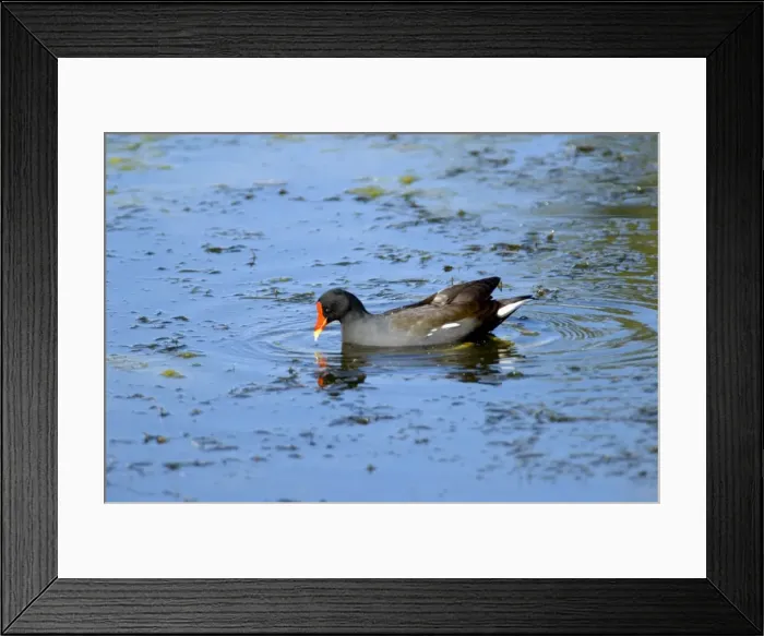 Framed Print : Common Moorhen. Andries Vosloo Kudu Reserve, nr Grahamstown, Eastern Cape, South Africa Framed Print : Common Moorhen. Andries Vosloo Kudu Reserve, nr Grahamstown, Eastern Cape, South Africa
