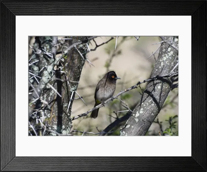 Framed Print : African Red-eyed Bulbul. Mountain Zebra National Park, Eastern Cape, South Africa Framed Print : African Red-eyed Bulbul. Mountain Zebra National Park, Eastern Cape, South Africa