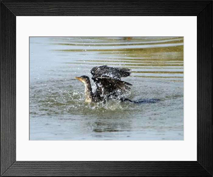 Framed Print : Reed / Long-tailed Cormorant - bathing. Andries Vosloo Kudu Reserve, nr Grahamstown, Eastern Cape, South Africa Framed Print : Reed / Long-tailed Cormorant - bathing. Andries Vosloo Kudu Reserve, nr Grahamstown, Eastern Cape, South Africa