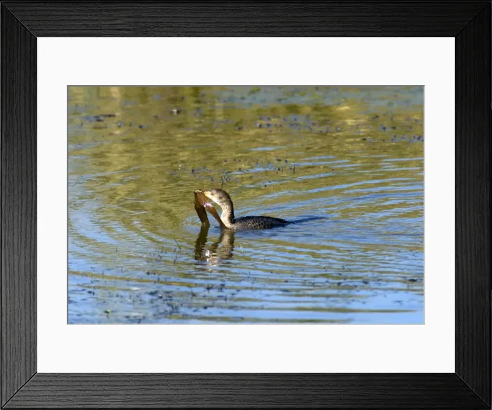 Framed Print : Reed / Long-tailed Cormorant - carrying vegetation. Andries Vosloo Kudu Reserve - nr Grahamstown - Eastern Cape - South Africa Framed Print : Reed / Long-tailed Cormorant - carrying vegetation. Andries Vosloo Kudu Reserve - nr Grahamstown - Eastern Cape - South Africa