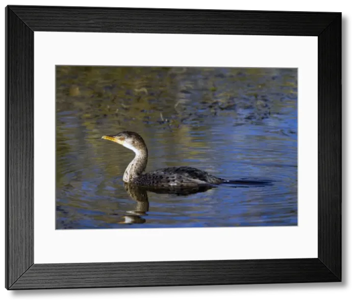 Framed Print : Reed / Long-tailed Cormorant. Andries Vosloo Kudu Reserve - nr Grahamstown - Eastern Cape - South Africa Framed Print : Reed / Long-tailed Cormorant. Andries Vosloo Kudu Reserve - nr Grahamstown - Eastern Cape - South Africa