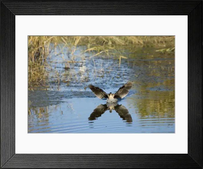 Framed Print : Reed / Long-tailed Cormorant - landing on water. Andries Vosloo Kudu Reserve - nr Grahamstown - Eastern Cape - South Africa Framed Print : Reed / Long-tailed Cormorant - landing on water. Andries Vosloo Kudu Reserve - nr Grahamstown - Eastern Cape - South Africa