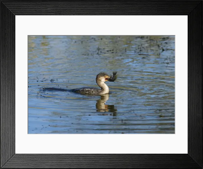 Framed Print : Reed  /  Long-tailed Cormorant - swallowing recently caught tilapia fish. Andries Vosloo Kudu Reserve - nr Grahamstown - Eastern Cape - South Africa