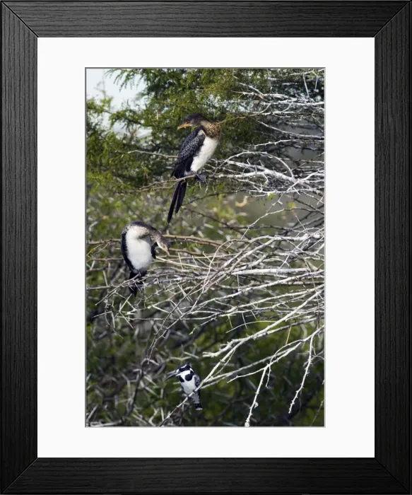 Framed Print : Reed / Long-tailed Cormorant - perched in tree after fishing (Pied Kingfisher perched below). Andries Vosloo Kudu Reserve - nr Grahamstown - Eastern Cape - South Africa Framed Print : Reed / Long-tailed Cormorant - perched in tree after fishing (Pied Kingfisher perched below). Andries Vosloo Kudu Reserve - nr Grahamstown - Eastern Cape - South Africa