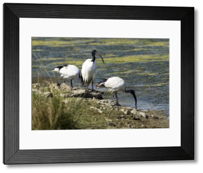 Framed Print : African Sacred Ibis. Andries Vosloo Kudu Reserve, nr Grahamstown, Eastern Cape, South Africa Framed Print : African Sacred Ibis. Andries Vosloo Kudu Reserve, nr Grahamstown, Eastern Cape, South Africa