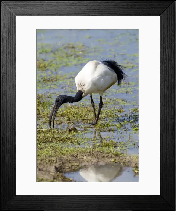 Framed Print : African Sacred Ibis foraging at edge of pan. Andries Vosloo Kudu Reserve, nr Grahamstown, Eastern Cape, South Africa Framed Print : African Sacred Ibis foraging at edge of pan. Andries Vosloo Kudu Reserve, nr Grahamstown, Eastern Cape, South Africa