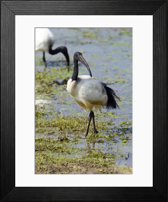 Framed Print : African Sacred Ibis - Andries Vosloo Kudu Reserve, nr Grahamstown, Eastern Cape, South Africa Framed Print : African Sacred Ibis - Andries Vosloo Kudu Reserve, nr Grahamstown, Eastern Cape, South Africa
