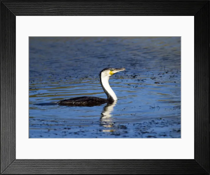 Framed Print : White-breasted Cormorant on water. Andries Vosloo Kudu Reserve, nr Grahamstown, Eastern Cape, South Africa Framed Print : White-breasted Cormorant on water. Andries Vosloo Kudu Reserve, nr Grahamstown, Eastern Cape, South Africa
