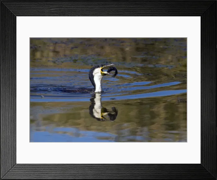 Framed Print : White-breasted Cormorant swallowing recently caught tilapia fish. Andries Vosloo Kudu Reserve, nr Grahamstown, Eastern Cape, South Africa Framed Print : White-breasted Cormorant swallowing recently caught tilapia fish. Andries Vosloo Kudu Reserve, nr Grahamstown, Eastern Cape, South Africa