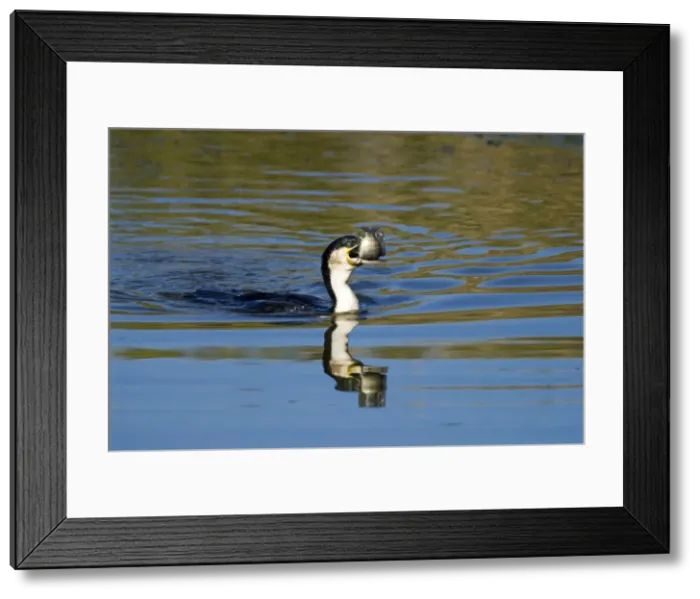 Framed Print : White-breasted Cormorant swallowing recently caught tilapia fish. Andries Vosloo Kudu Reserve, nr Grahamstown, Eastern Cape, South Africa Framed Print : White-breasted Cormorant swallowing recently caught tilapia fish. Andries Vosloo Kudu Reserve, nr Grahamstown, Eastern Cape, South Africa