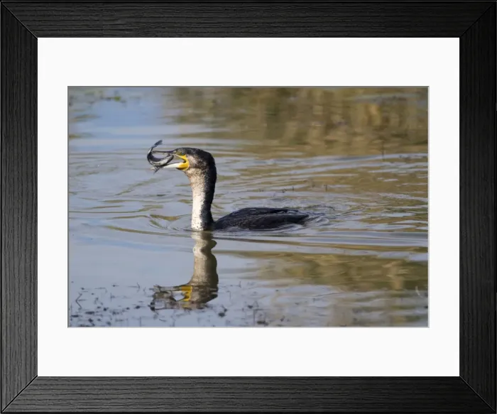 Framed Print : White-breasted Cormorant swallowing recently caught tilapia fish. Andries Vosloo Kudu Reserve, nr Grahamstown, Eastern Cape, South Africa