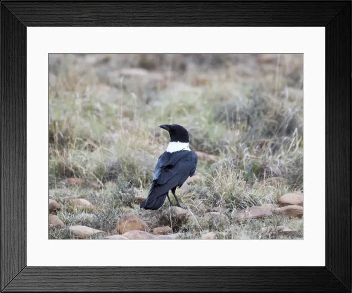 Framed Print : White-necked Raven. Mountain Zebra National Park, Eastern Cape, South Africa Framed Print : White-necked Raven. Mountain Zebra National Park, Eastern Cape, South Africa