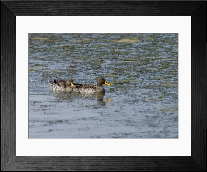 Framed Print : Yellow-billed Duck. Andries Vosloo Kudu Reserve, nr Grahamstown, Eastern Cape, South Africa Framed Print : Yellow-billed Duck. Andries Vosloo Kudu Reserve, nr Grahamstown, Eastern Cape, South Africa