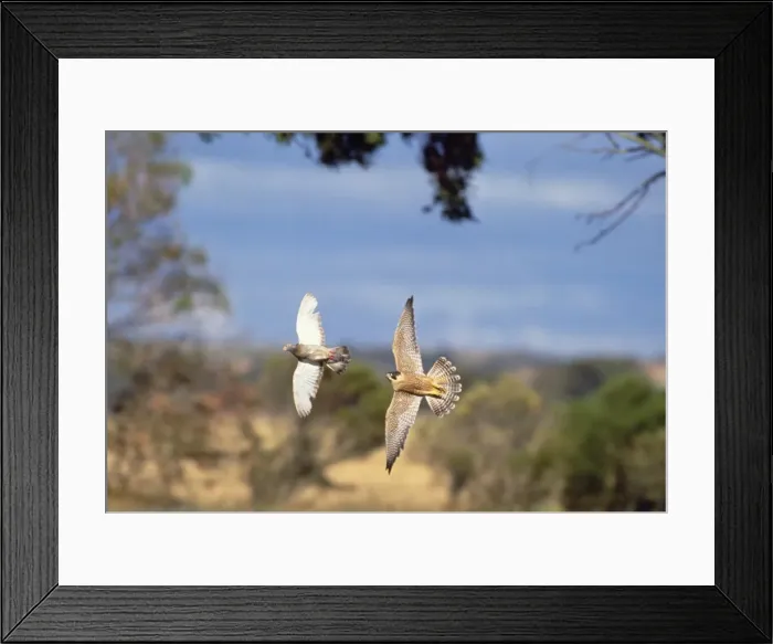 Framed Print : Peregrine Falcon - pursit of pigeon Framed Print : Peregrine Falcon - pursit of pigeon