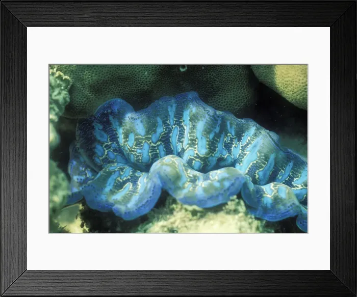 Framed Print : Burrowing Clam Orpheus Island, Great Barrier Reef, Australia Framed Print : Burrowing Clam Orpheus Island, Great Barrier Reef, Australia