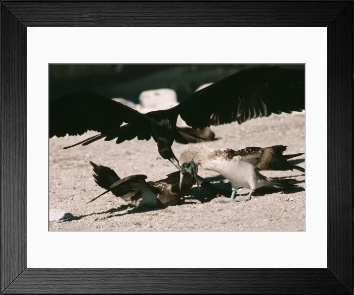 Framed Print : Great Frigatebird Trying to steal food as a Blue-footed Booby (Sula nebouxii excisa) feeds its chick, Fernandina, Galapagos Island Framed Print : Great Frigatebird Trying to steal food as a Blue-footed Booby (Sula nebouxii excisa) feeds its chick, Fernandina, Galapagos Island