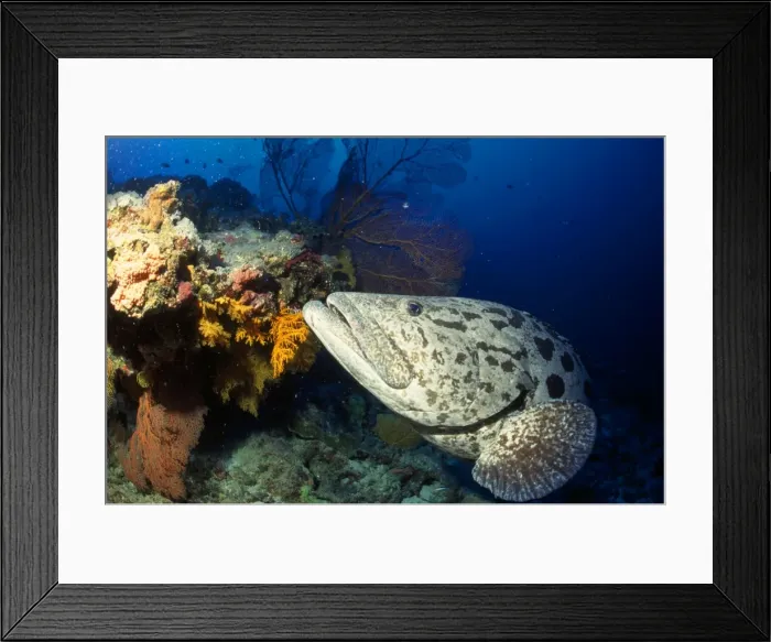 Framed Print : Potato Cod Osprey Reef, Coral Sea, Australia Framed Print : Potato Cod Osprey Reef, Coral Sea, Australia