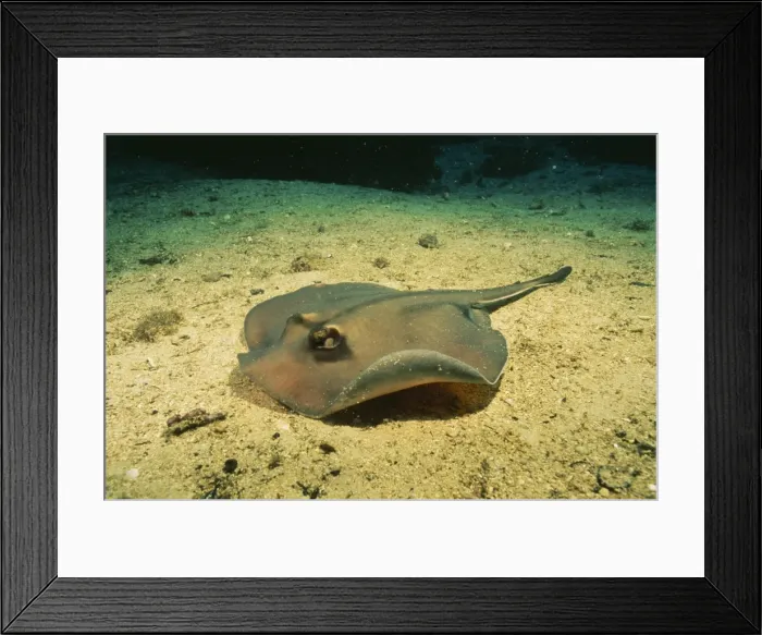 Framed Print : Common Stingaree (Stingray) Fm: Urolophidae South East Australia