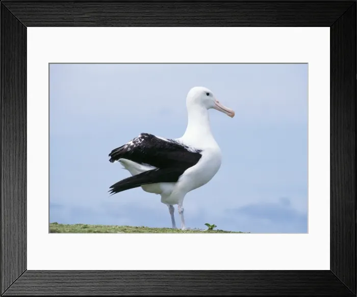 Framed Print : Northern Royal Albatross Chathan Islands New Zealand Framed Print : Northern Royal Albatross Chathan Islands New Zealand