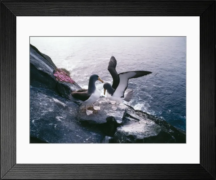 Framed Print : Shy Albatross / Mollymawk Pair greeting at nest, Chatham Islands, New Zealand Framed Print : Shy Albatross / Mollymawk Pair greeting at nest, Chatham Islands, New Zealand