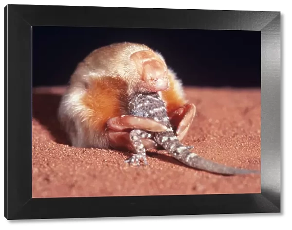 Marsupial Mole  /  Itjari-itjari  /  Blind Sand Burrower - eating Gecko Tanami Desert, Australia