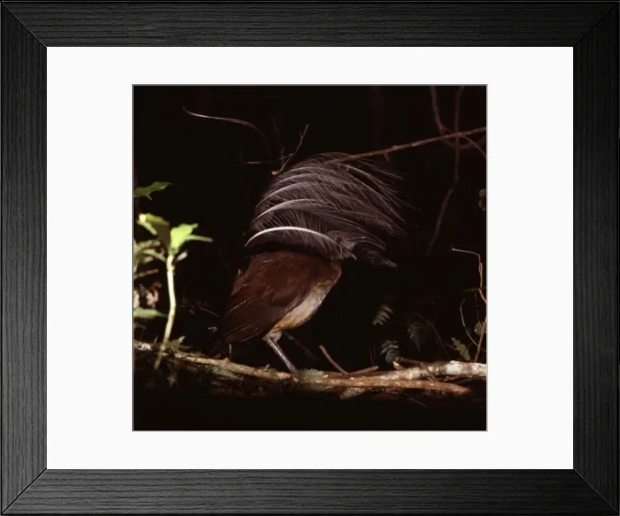 Framed Print : Albert's Lyrebird - Male in courtship display. The male selects the favourite of a number of display sites in his territory, which consist of a simple mat of sticks stamped flat on the rainforest floor Framed Print : Albert's Lyrebird - Male in courtship display. The male selects the favourite of a number of display sites in his territory, which consist of a simple mat of sticks stamped flat on the rainforest floor