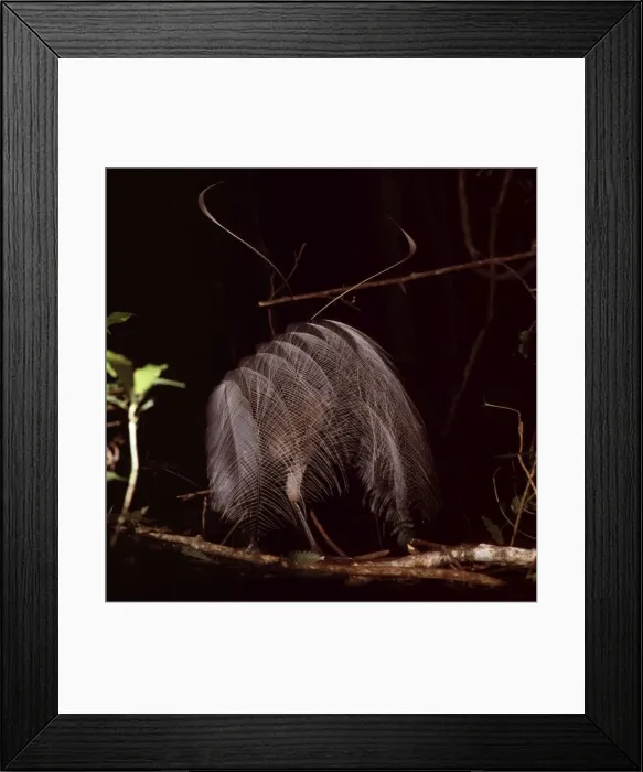 Framed Print : Albert's Lyrebird - in full courtship display. Male Albert's lyrebirds display all winter (breeding season) on rudimentary display ‘mounds consisting of a few trampled sticks or low vines on the montane rainforest floor Framed Print : Albert's Lyrebird - in full courtship display. Male Albert's lyrebirds display all winter (breeding season) on rudimentary display ‘mounds consisting of a few trampled sticks or low vines on the montane rainforest floor