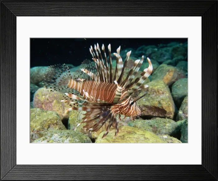 Framed Print : Common Lionfish - widespread in tropical waters Fam: Scorpaenidae Rocky Reef, Solitary Island, New South Wales, Australia Framed Print : Common Lionfish - widespread in tropical waters Fam: Scorpaenidae Rocky Reef, Solitary Island, New South Wales, Australia