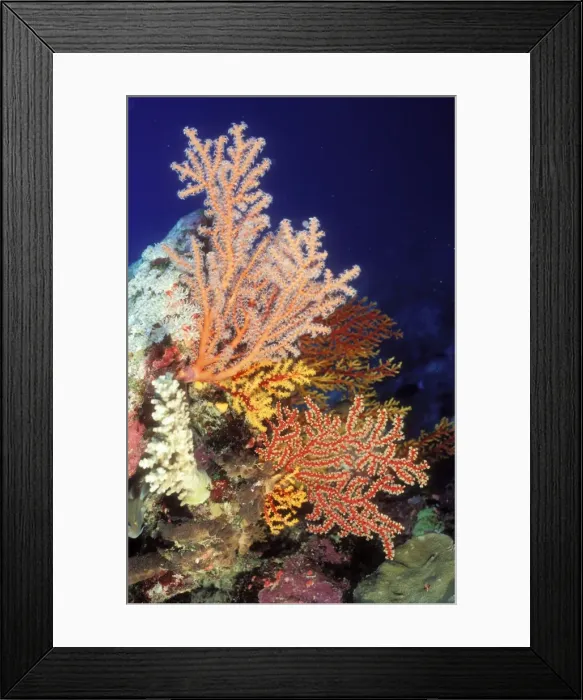 Framed Print : Coral Sea fan, Osprey Reef, Coral Sea, Australia Framed Print : Coral Sea fan, Osprey Reef, Coral Sea, Australia