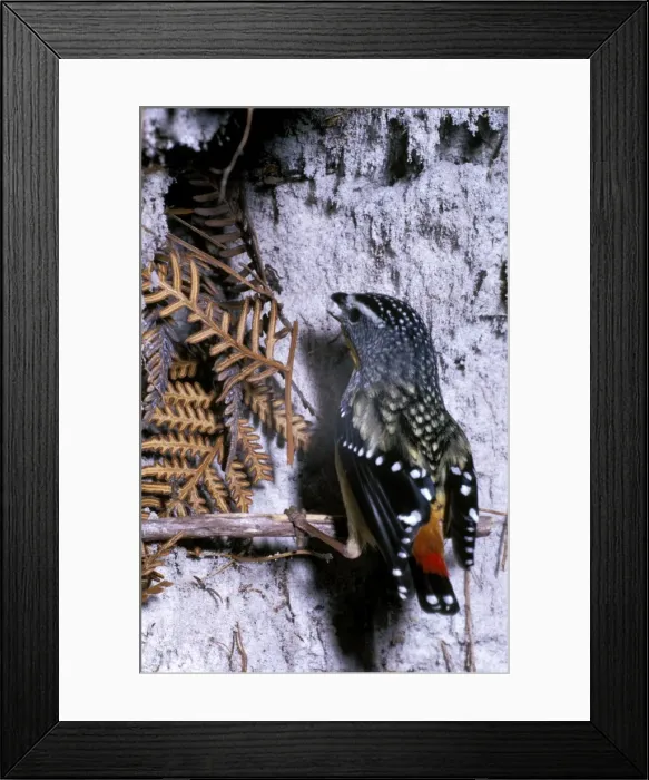 Framed Print : Spotted pardalote in winter, with snow in beak Framed Print : Spotted pardalote in winter, with snow in beak