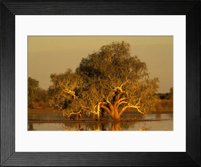 Framed Print : River Red Gum - sunset, recent rains have turned the surrounding desert claypan into a temporary swamp. Gibson Desert, Western Australia. KAT02440 Framed Print : River Red Gum - sunset, recent rains have turned the surrounding desert claypan into a temporary swamp. Gibson Desert, Western Australia. KAT02440