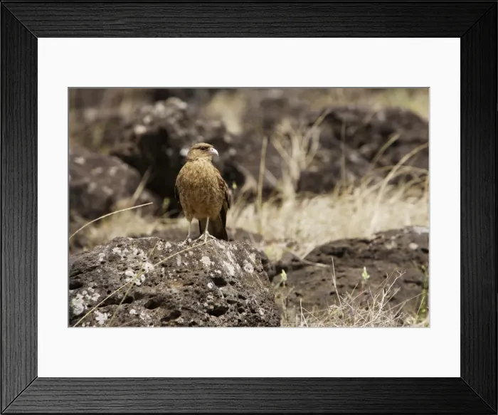 Framed Print : Tiuque / Chimango Caracara Milvago chimango Isla Rapa Nui (o de Pascua) CHILE O 1004CL Framed Print : Tiuque / Chimango Caracara Milvago chimango Isla Rapa Nui (o de Pascua) CHILE O 1004CL