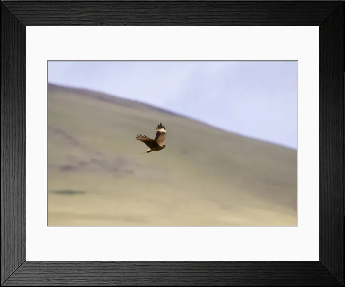 Framed Print : O_10061. AUS-174. Chimango caracara in flight. Framed Print : O_10061. AUS-174. Chimango caracara in flight.