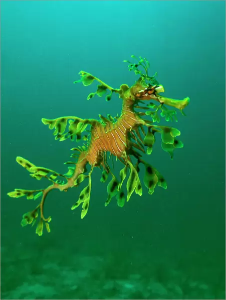 Leafy Seadragon - an example of brilliant camouflage as neither predators nor prey recognise it as a fish Rapid Bay, South Australia. SPE00169