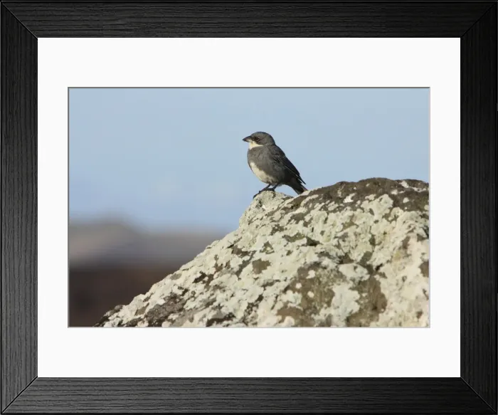 Framed Print : Diuca / Common Diuca-Finch Diuca diuca Isla Rapa Nui (o de Pascua) CHILE O 1004CL Framed Print : Diuca / Common Diuca-Finch Diuca diuca Isla Rapa Nui (o de Pascua) CHILE O 1004CL