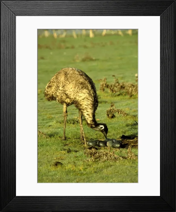 Framed Print : BIR00057. AUS-178. Emu nesting - male moves in to sit on eggs. Framed Print : BIR00057. AUS-178. Emu nesting - male moves in to sit on eggs.