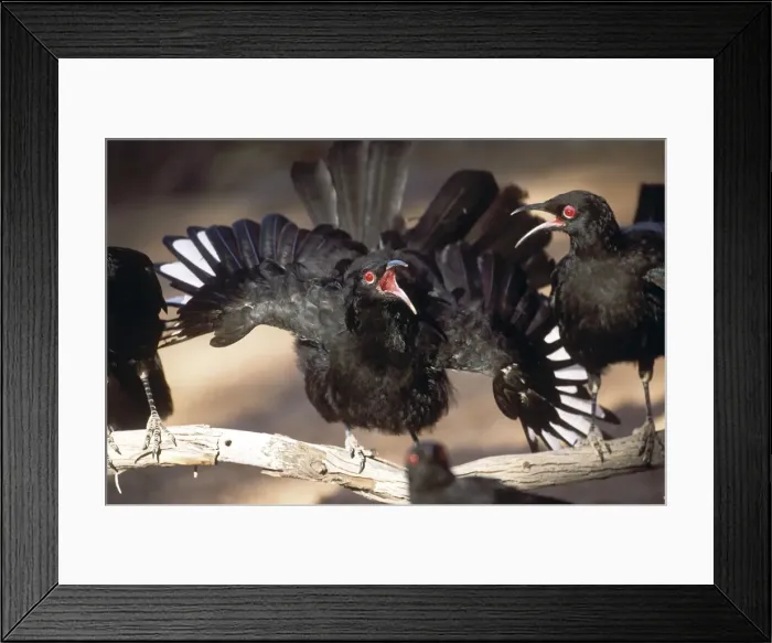 Framed Print : White-winged Chough - perform a spectacular display by waving their wings and tails while bobbing their heads and bulging their eyes. The display is used between group members, especially from adults to young Framed Print : White-winged Chough - perform a spectacular display by waving their wings and tails while bobbing their heads and bulging their eyes. The display is used between group members, especially from adults to young