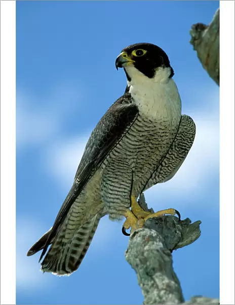 BIR00293. AUS-182. Peregrine falcon - female.