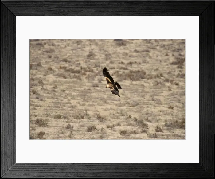 Framed Print : BIR00351. AUS-184. Wedge-tailed eagle - in flight (from above). Framed Print : BIR00351. AUS-184. Wedge-tailed eagle - in flight (from above).