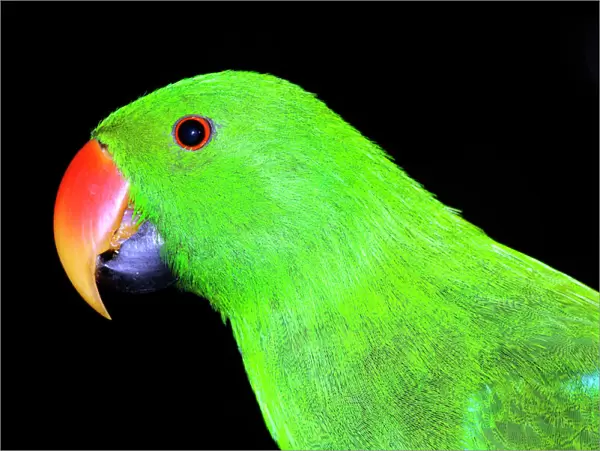 Eclectus parrot - male, captive specimen. Unusually among birds, the female has the more brilliant colours (red and blue). Port Douglas, Queensland, Australia DWD00565