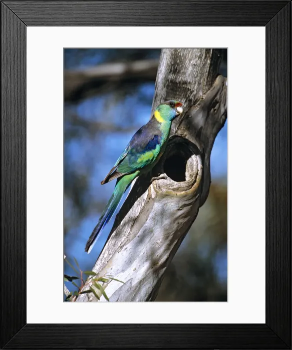 Framed Print : Mallee ringneck - male at tree cavity (site of nest), Semi-arid mallee woodlands, South Australia, southeastern Australia KAT02317 Framed Print : Mallee ringneck - male at tree cavity (site of nest), Semi-arid mallee woodlands, South Australia, southeastern Australia KAT02317