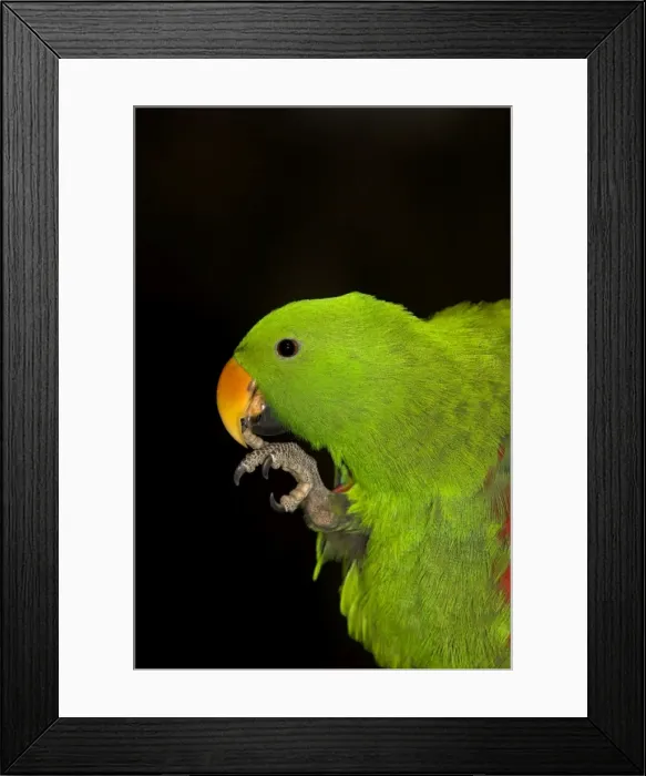 Framed Print : Eclectus parrot - captive male trimming claw, Cairns, Queensland, Australia, 2005 HSN00079 Framed Print : Eclectus parrot - captive male trimming claw, Cairns, Queensland, Australia, 2005 HSN00079