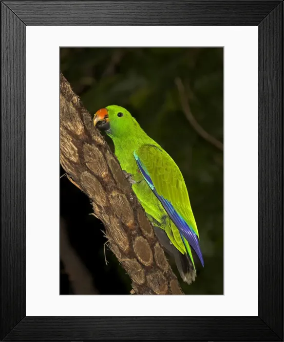 Framed Print : Eclectus parrot - male trimming beak on bark, captive animal, Cairns, Queensland, Australia, 2005 HSN00037 Framed Print : Eclectus parrot - male trimming beak on bark, captive animal, Cairns, Queensland, Australia, 2005 HSN00037
