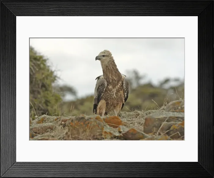 Framed Print : Young sea-eagle, K I, SA Framed Print : Young sea-eagle, K I, SA