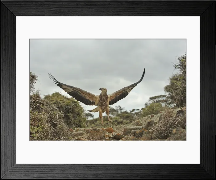 Framed Print : Young sea-eagle, K I, SA Framed Print : Young sea-eagle, K I, SA