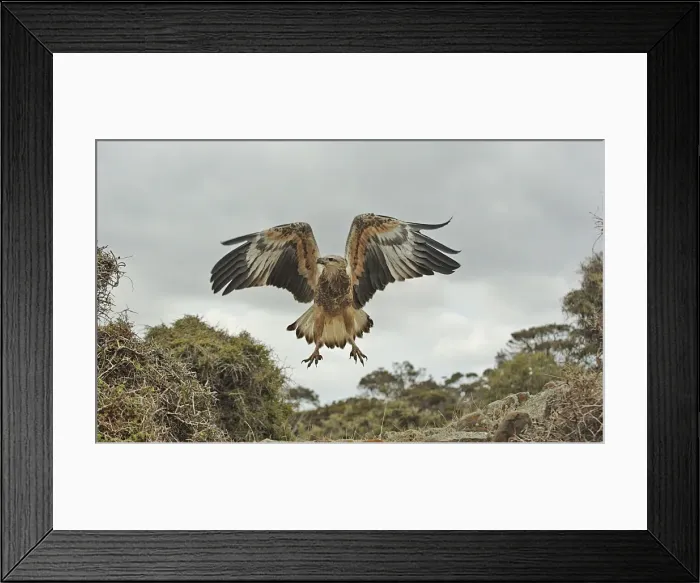 Framed Print : Young sea-eagle, K I, SA Framed Print : Young sea-eagle, K I, SA