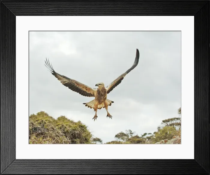 Framed Print : Young sea-eagle, K I, SA Framed Print : Young sea-eagle, K I, SA